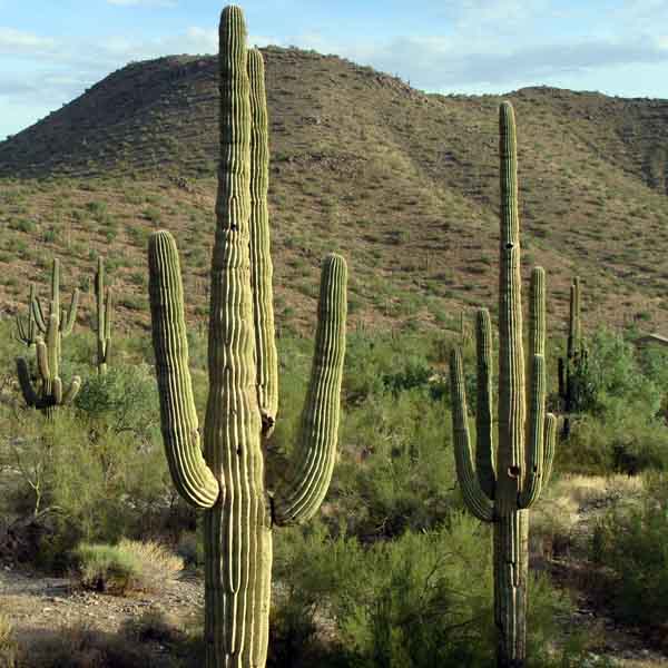 Scottsdale Arizona